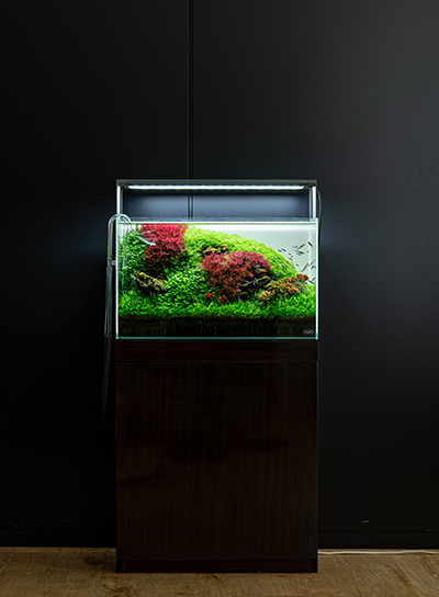 aquariumshop suisai ​​​​​​​代表　和泉 一司